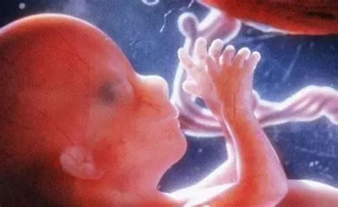 四个月的胎儿在肚子哪里