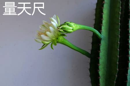 我养的量天尺为什么不开花