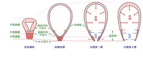 什么样的产道和体质有利于顺产