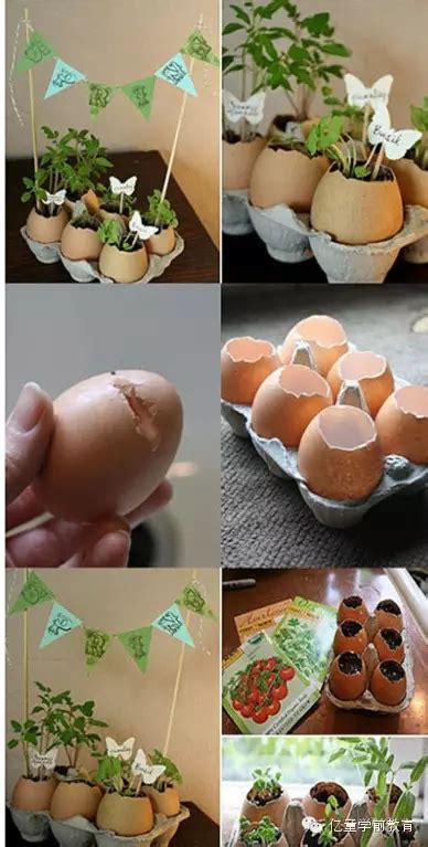 幼儿园鸡蛋的观察方案