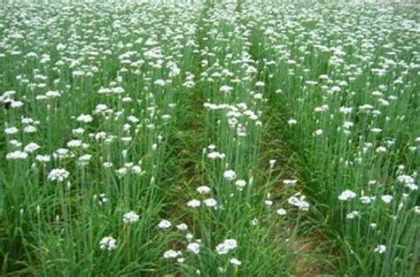 韭菜花有什么營養，