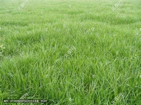 小草-状物作文250字[集锦5则]