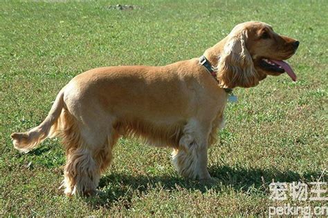 可卡犬好嗎,適合男生養(yǎng)嗎