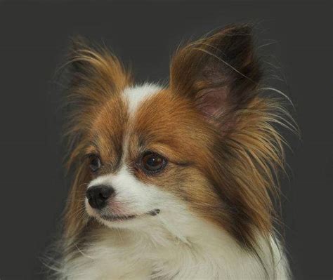 什么是蝴蝶犬,宠物蝴蝶犬的习性特征与喂养等介绍