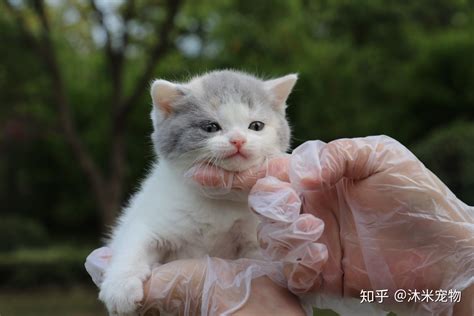 英短藍(lán)貓一只多少錢