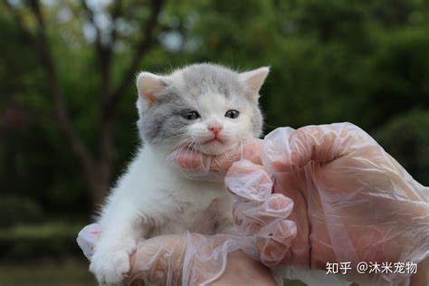 英短蓝猫一只多少钱