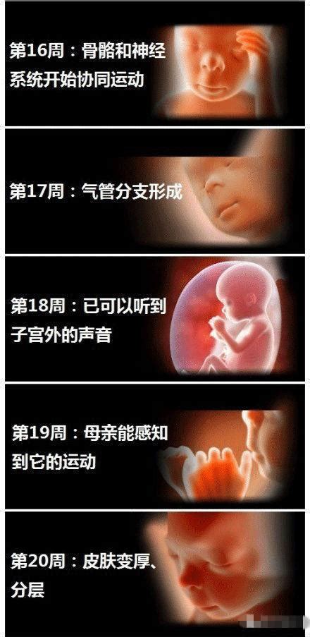 胎儿1-10月图片