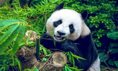 我们可以养小熊猫吗