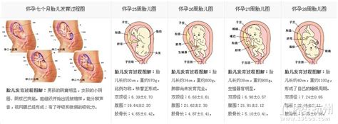 怀孕10个月胎儿长大的过程