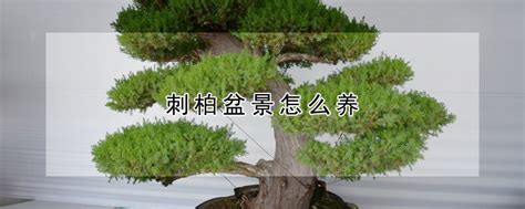 盆景柏枝树用铁丝攀扎多长时间解掉