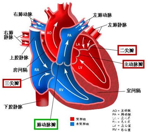 四维左右心脏有强回声点