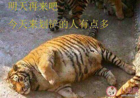 贴吧五虎上将是什么意思什么梗