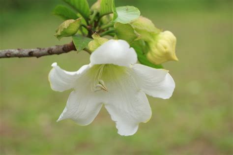 清明节祭拜用什么花