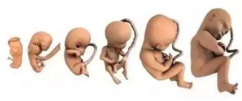 孕24周胎儿生长发育
