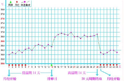 怀孕基础体温36.5正常吗