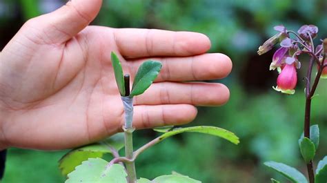 长寿花嫁接怎么养 长寿花的嫁接方法和养护技巧