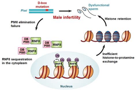 男性如何科学备孕