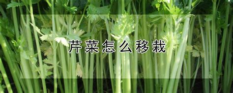 芹菜最快的种植方法