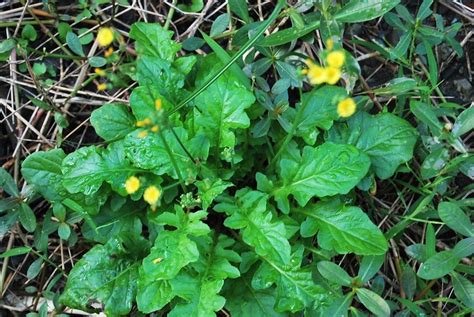 这是野菜吗?可以吃?