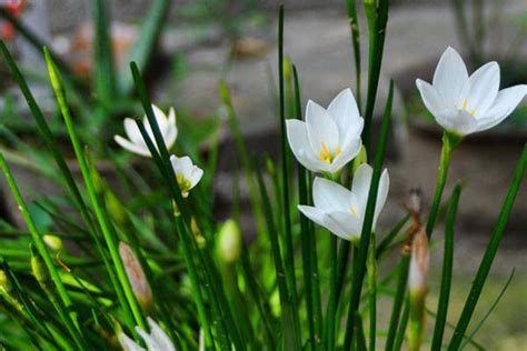 葱莲适合在屋里养吗