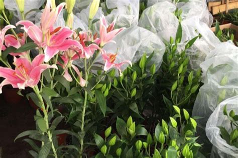 香水百合花期結(jié)束后怎樣處理？