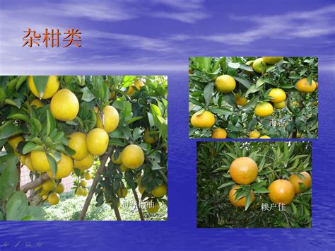 柑橘类杂交关系图谱