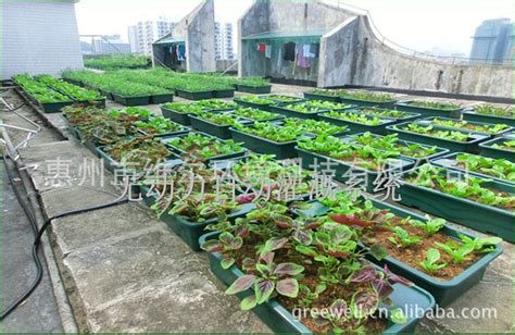 王曉靜“小菜園”怎么加盟?