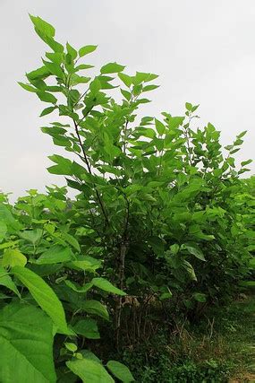 门前的那棵老桑树_小学写事作文1000字【合计4篇】