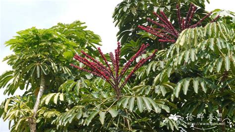在广东茂名这边有一种当地人叫红鸭脚木的树,木质红色,流出的汁也是红色的,究竟这种树的学名叫什么.