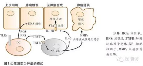 轻度胰岛素抵抗会影响胚胎着床吗