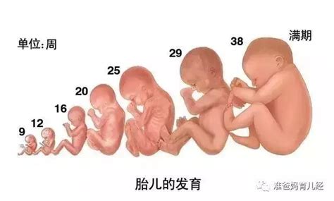 胎儿12周的真实样子