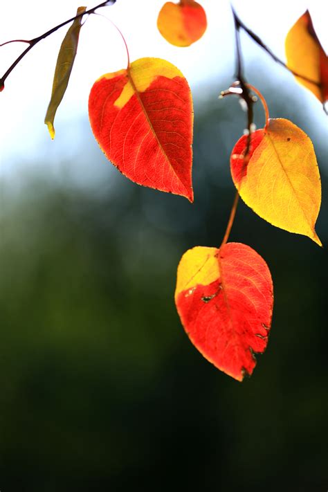 秋叶-自然作文550字[共计10则]