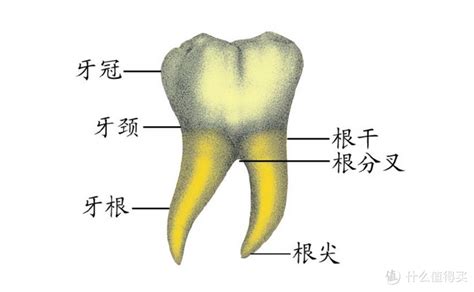 有没有针对零基础的口腔网络教学的,之前学的旅游管理,现在想学口腔科,可是没有基础,可以学吗?