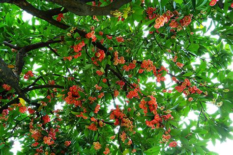 公园里的如图小树,叶对生、革质、披针形,约一人高,顶叶橙红色,请问是什么树?