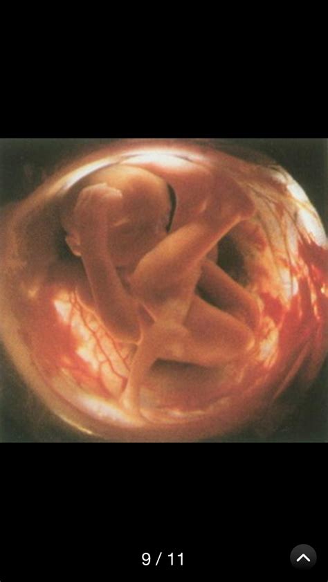 孕育宝宝在肚子里的整个过程