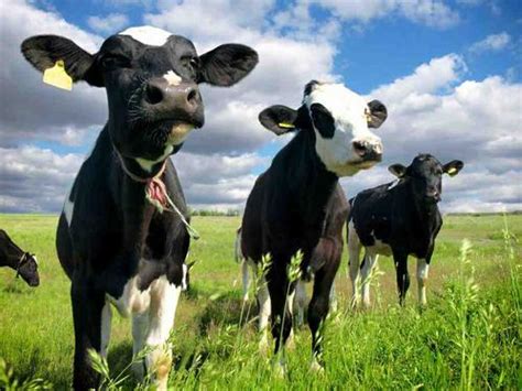 牛吃什么回奶最快最好