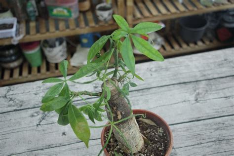 发酵的黄豆水能浇甚么花