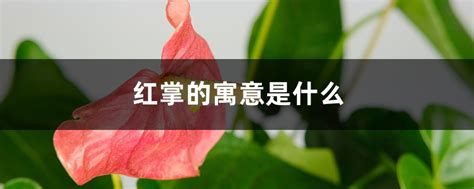 红掌的花语是什么 送红掌的寓意是什么