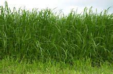 黑麦草播种后长多高割草