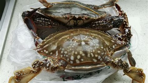 梭子蟹120元一斤,貴嗎?