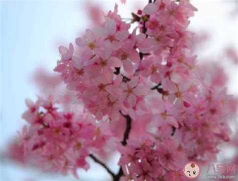 春天看樱花发朋友圈的句子