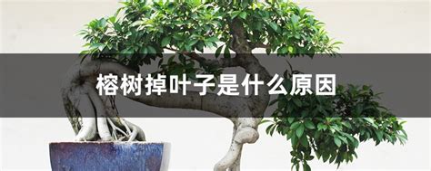 榕树掉叶子怎么办?应该怎么养?