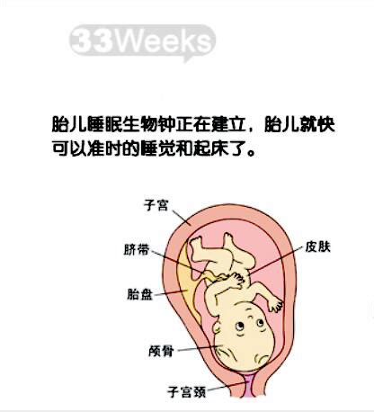 10月怀胎3d变化过程