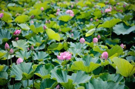 荷花美句[合集81句]