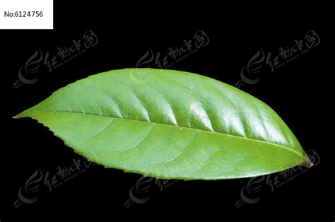 广东粽子用的一种白话叫“奔波叶”的植物叶子的学名叫什么来的!
