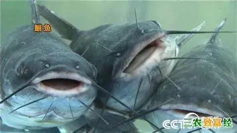 怀孕不能吃哪几种鱼