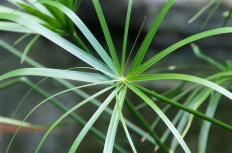 盆栽水竹怎么养 冬天水竹的养殖方法