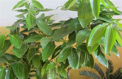 盆栽平安树的养殖方法和注意事项有哪些?