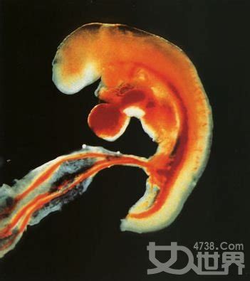 怀孕7个月胎儿发育情况
