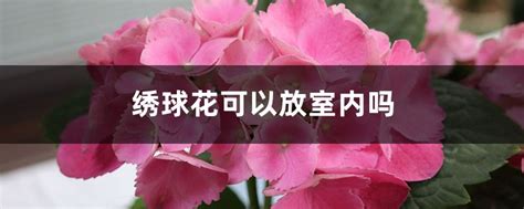 室内养绣球花对健康有害吗？